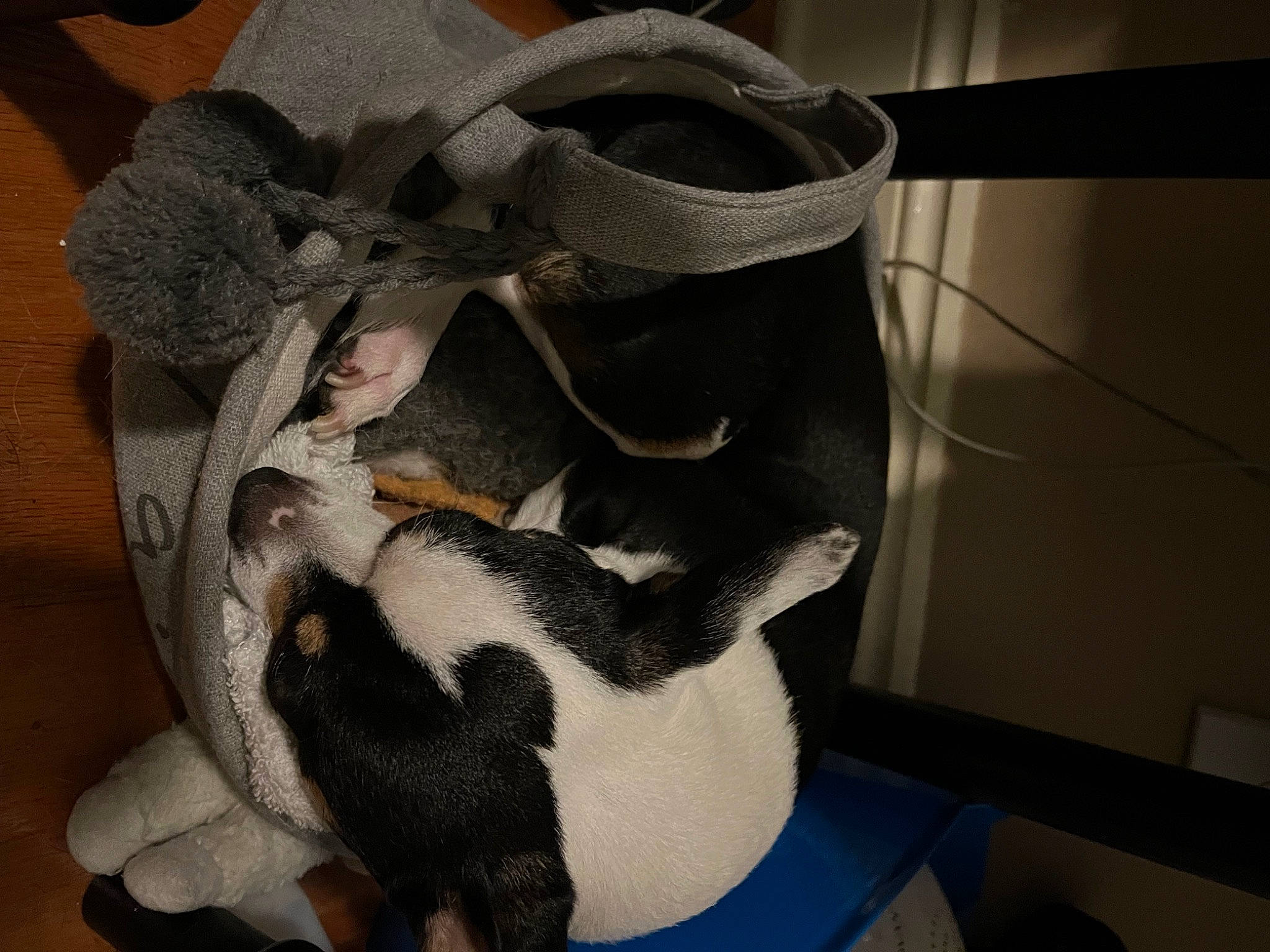 Diego joined the competition — help win amazing prizes! bag, carmine, carnivore, comfort, companion_dog, fashion_accessory, fawn, felidae, fur, hat, luggage_and_bags, pattern, personal_protective_equipment, pet_supply, small_to_medium_sized_cats, snake, stuffed_toy, tail, toy, whiskers