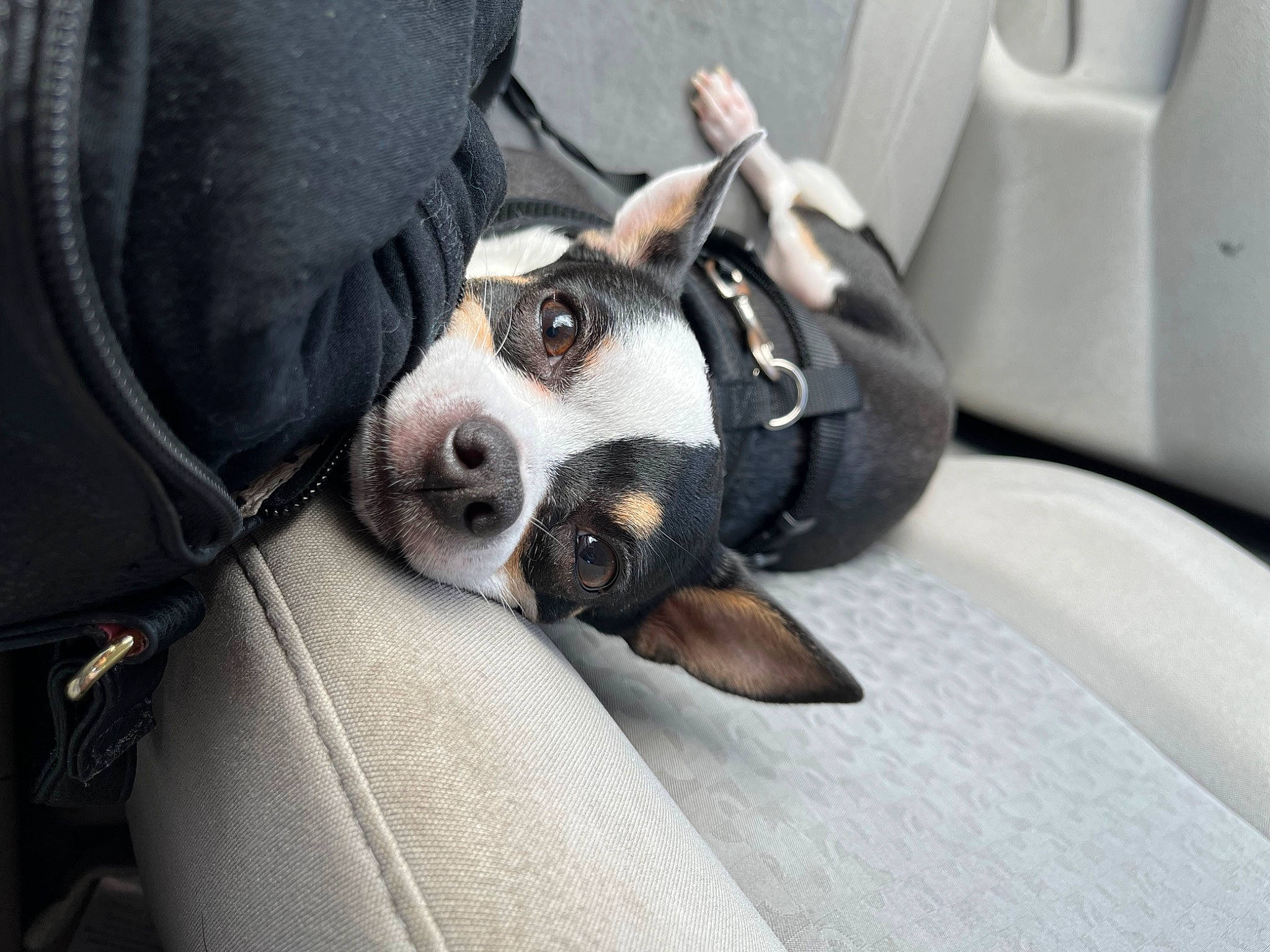 Diego is registered to the contest to win money with this photo: auto_part, automotive_design, bag, boston_terrier, canidae, car_seat, carnivore, comfort, companion_dog, dog, dog_breed, fur, head_restraint, non_sporting_group, puppy_love, snout, sporting_group, toy_dog, whiskers, working_animal