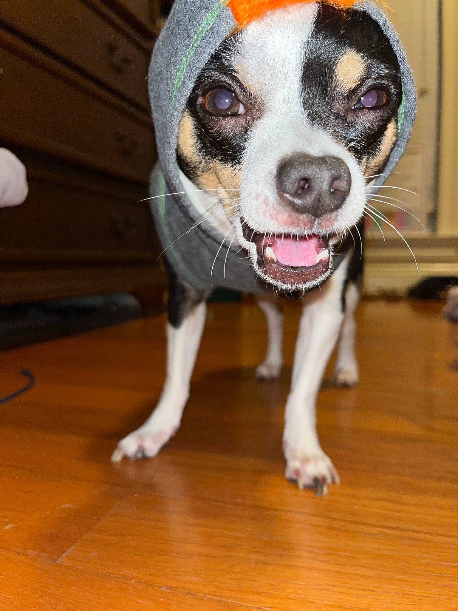 Diego joined the competition — help win amazing prizes! canidae, carnivore, collar, companion_dog, dog, dog_breed, dog_clothes, dog_supply, eye, fawn, floor, flooring, fur, hardwood, pet_supply, snout, sporting_group, whiskers, wood, working_animal