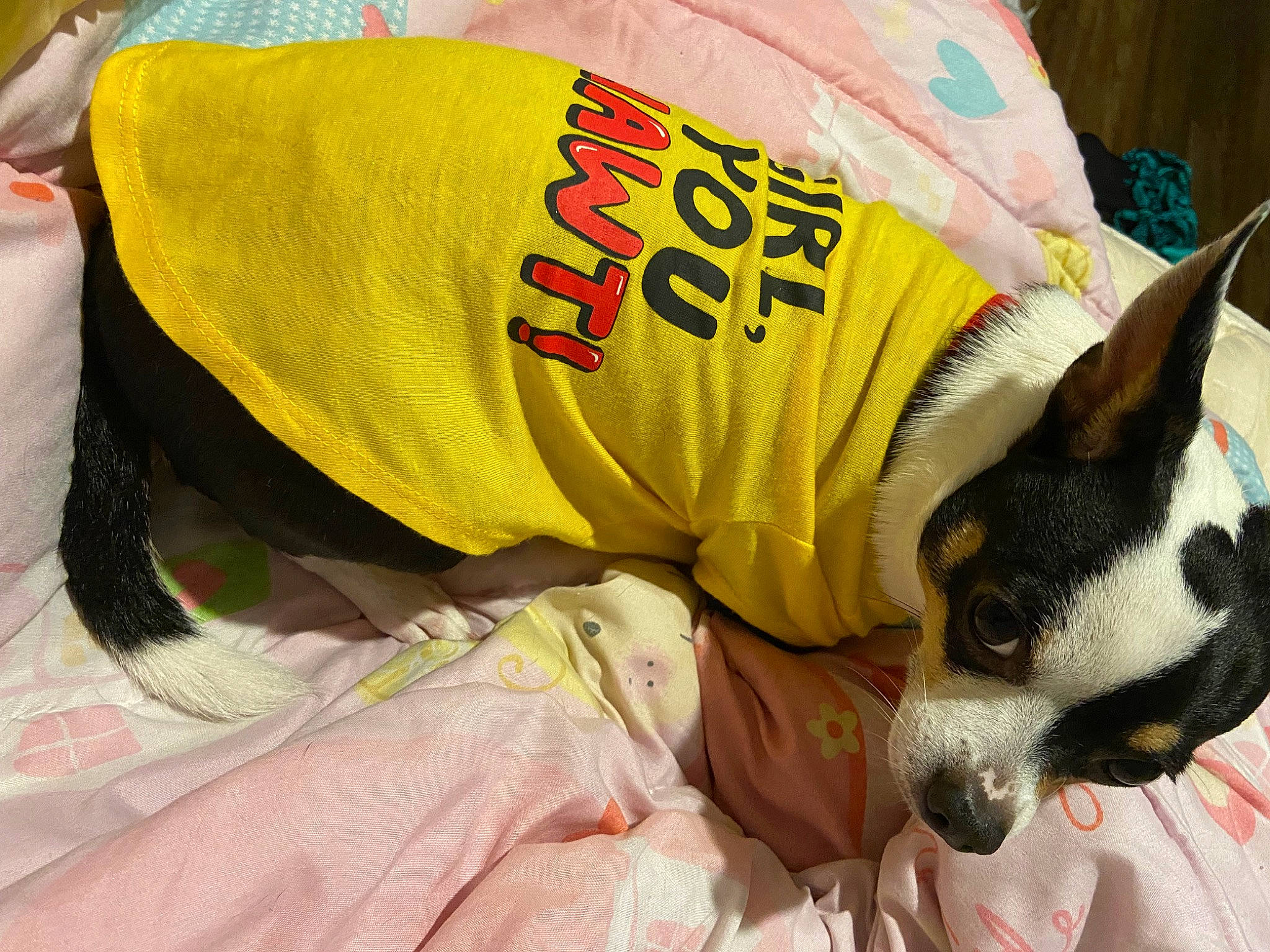 Diego joined the competition — help win amazing prizes! boston_terrier, canidae, carmine, carnivore, collar, comfort, companion_dog, dog, dog_breed, dog_supply, fawn, non_sporting_group, pet_supply, sleeve, small_terrier, snout, sporting_group, toy_dog, whiskers, working_animal