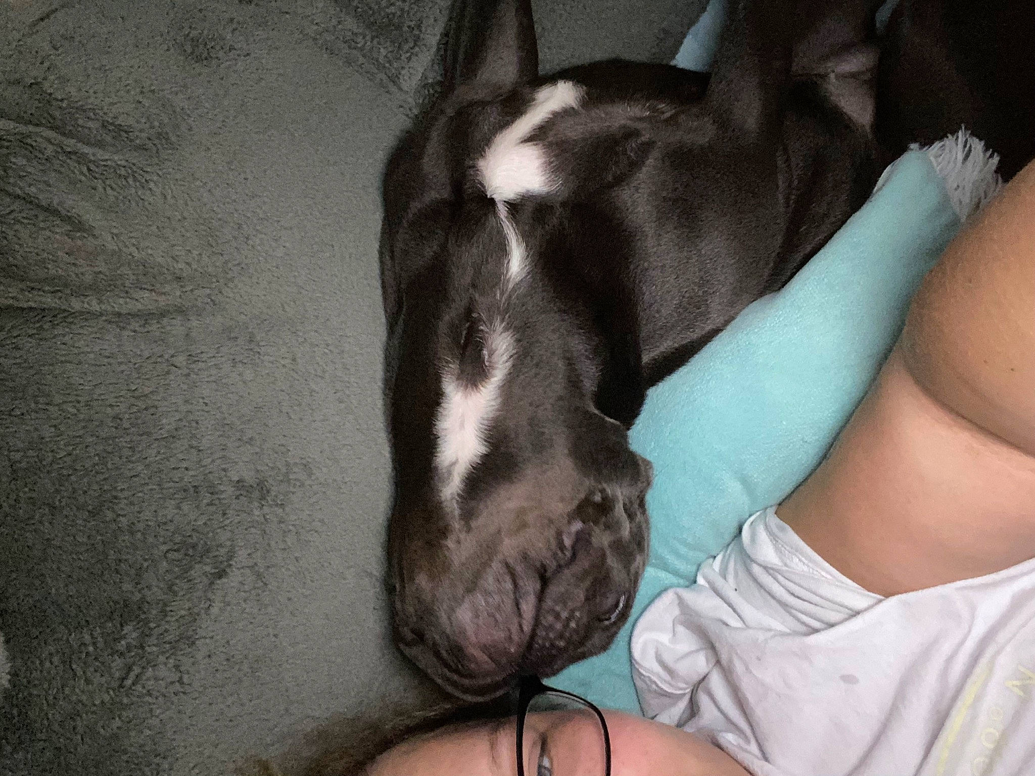 Roxi joined the competition — help win amazing prizes! carnivore, comfort, companion_dog, dog, dog_breed, ear, elbow, eye, fawn, gesture, head, human_body, human_leg, jaw, leg, pack_animal, snout, thigh, whiskers, working_animal