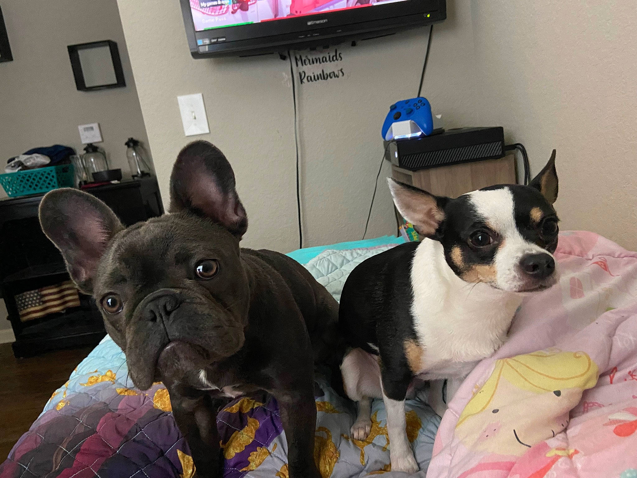 Roxi joined the competition — help win amazing prizes! cable_television, canidae, carnivore, collar, comfort, companion_dog, display_device, dog, dog_breed, dog_collar, dog_supply, ear, fawn, picture_frame, snout, sporting_group, television, toy_dog, whiskers, working_animal