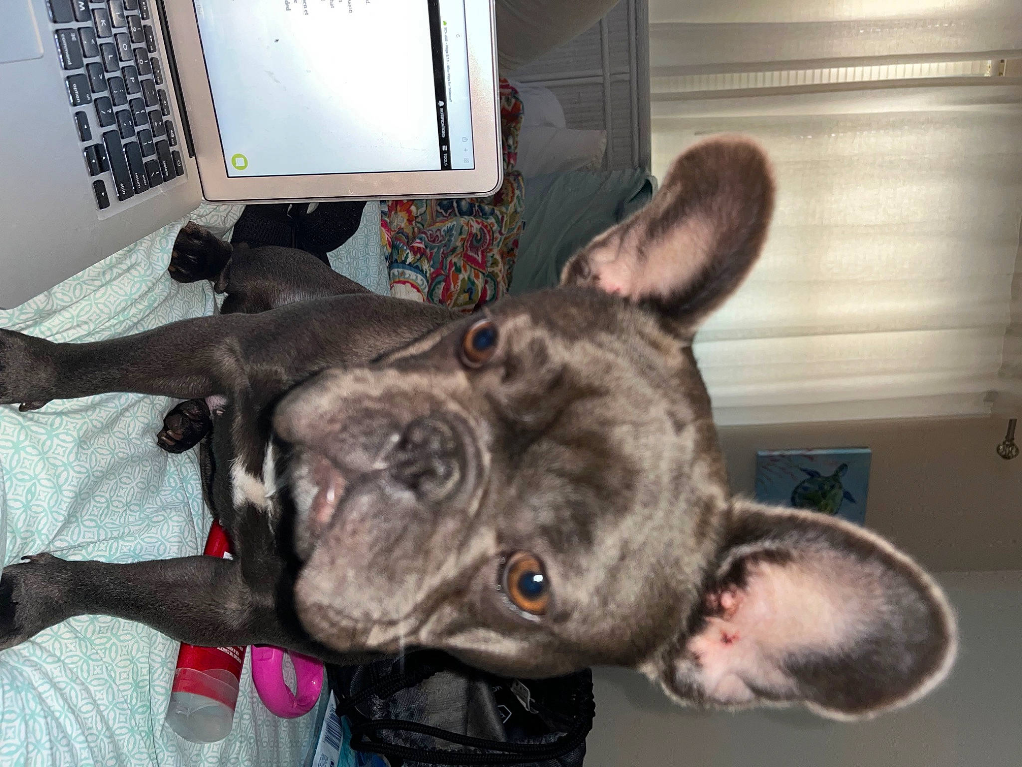 Roxi joined the competition — help win amazing prizes! carnivore, collar, computer, computer_hardware, computer_keyboard, computer_monitor, dog, dog_breed, ear, fawn, fur, home_appliance, input_device, output_device, peripheral, personal_computer, snout, television, whiskers, working_animal