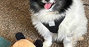 Koda joined the competition — help win amazing prizes! dog, small_dog, fluffy, black_and_white, pet, portrait, happy, smiling, tongue_out, sitting, harness, indoor, carpet, plush_toy, stuffed_animal, toy, playtime, cute, animal_face, home