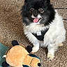 dog, small_dog, fluffy, black_and_white, pet, portrait, happy, smiling, tongue_out, sitting, harness, indoor, carpet, plush_toy, stuffed_animal, toy, playtime, cute, animal_face, home