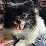 Koda is registered to the contest to win money with this photo: dog, puppy, black_and_white, fluffy, long_hair, tongue_out, open_mouth, pet, animal, portrait, close_up, staring, playful, cute, indoor, blanket, cozy, bokeh, fur, sitting
