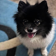 Koda is registered to the contest to win money with this photo: dog, puppy, black_and_white, fluffy, long_hair, pointed_ears, tongue_out, open_mouth, large_eyes, portrait, close_up, indoors, blanket, blue_background, lying_down, sitting, pet, companion_animal, cute, happy