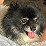 Koda joined the competition — help win amazing prizes! dog, small_dog, fluffy, long_hair, black_and_white, tongue_out, pet, animal, portrait, close_up, brown_eyes, black_fur, white_fur, cream_fur, sitting, indoors, cozy, cuddly, happy, companion
