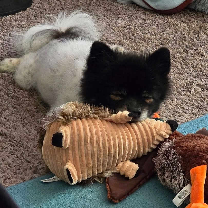 Koda