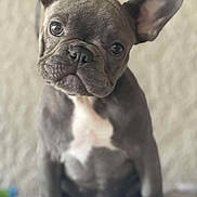 Franchesca is registered to the contest to win money with this photo: dog, puppy, french_bulldog, pet, animal, ears, wrinkles, face, cute, sitting, indoor, close_up, brown, white_chest, portrait, looking, young, fur, domestic_animal, canine