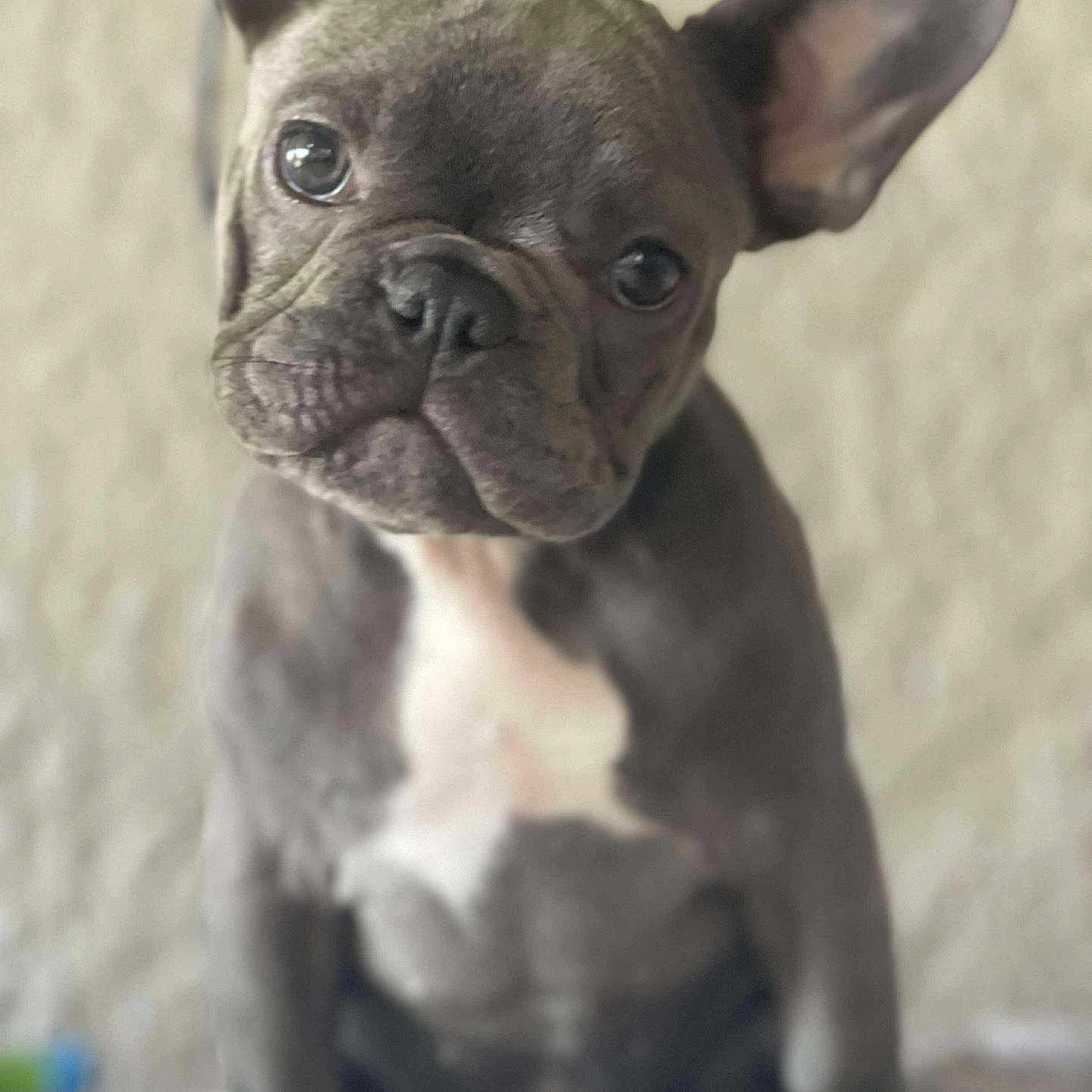 Franchesca is registered to the contest to win money with this photo: animal, brown, canine, close_up, cute, dog, domestic_animal, ears, face, french_bulldog, fur, indoor, looking, pet, portrait, puppy, sitting, white_chest, wrinkles, young