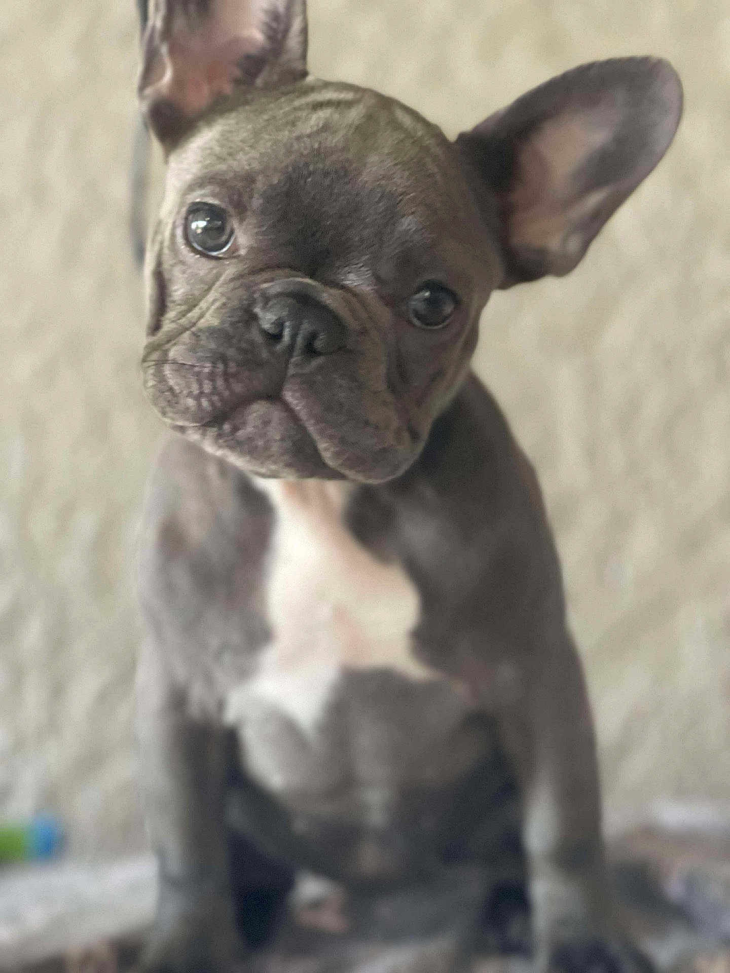 Franchesca is registered to the contest to win money with this photo: dog, puppy, french_bulldog, pet, animal, ears, wrinkles, face, cute, sitting, indoor, close_up, brown, white_chest, portrait, looking, young, fur, domestic_animal, canine