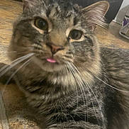 Kitkat is registered to the contest to win money with this photo: cat, tabby, tongue_out, close_up, indoor, floor, feline, pet, whiskers, fur, curious, domestic_animal, household, couch, relaxed, mammal, striped, cute, animal, tabby_cat