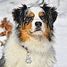 Guest participe au concours pour gagner de l'argent avec cette photo : australian_collie, australian_shepherd, bernese_mountain_dog, canidae, carnivore, companion_dog, dog, dog_breed, english_shepherd, mammal, miniature_australian_shepherd, papillon, phalene, rare_breed_dog, scotch_collie, snout, snow, sporting_group, vertebrate, working_dog