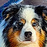 animal, australian_shepherd, beautiful, canine, close_up, dog, eyes, face, fur, landscape, majestic, mountain, muzzle, nature, outdoor, pet, portrait, scenery, serene, wildlife