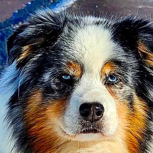 Guest a rejoint le concours — aidez-le/la à gagner de superbes lots ! animal, australian_shepherd, beautiful, canine, close_up, dog, eyes, face, fur, landscape, majestic, mountain, muzzle, nature, outdoor, pet, portrait, scenery, serene, wildlife