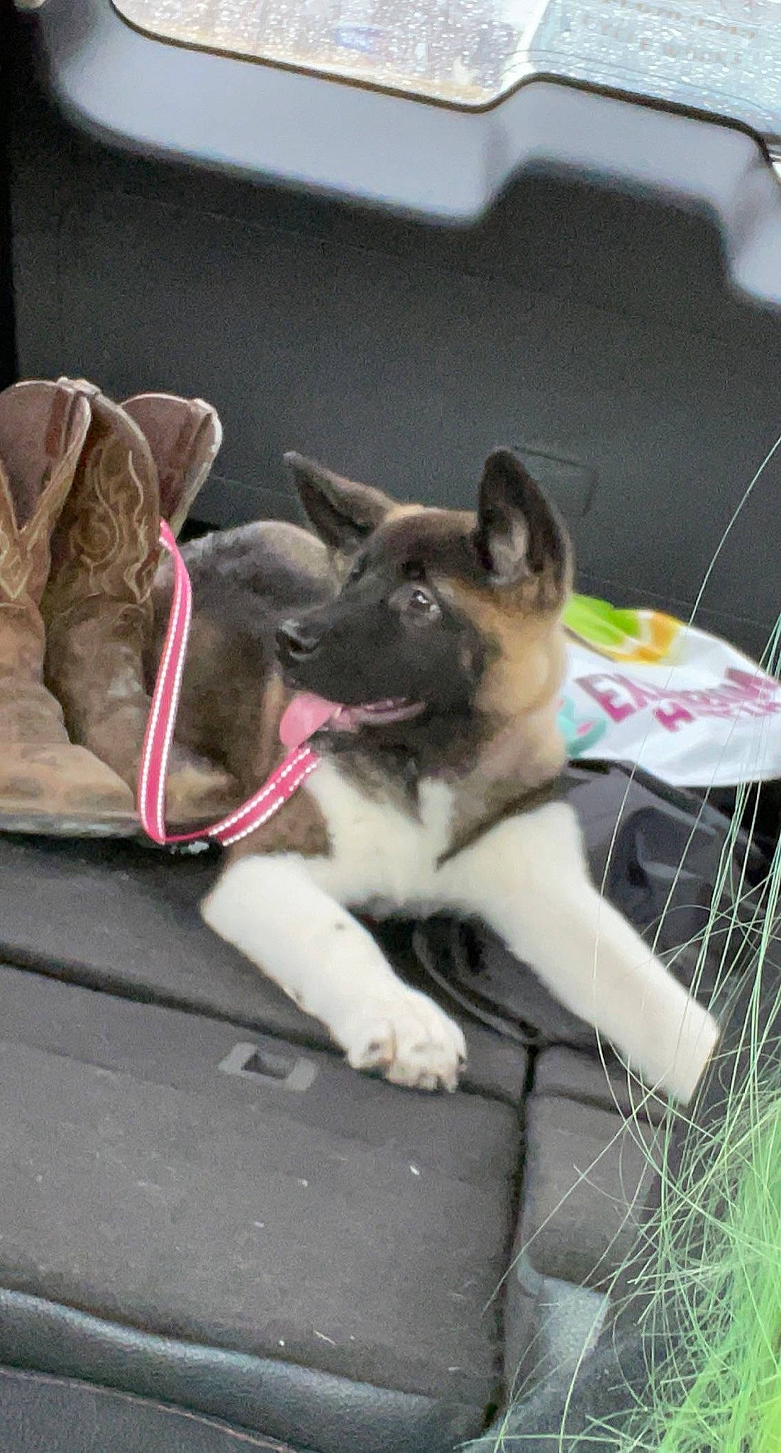 Trixie joined the competition — help win amazing prizes! carnivore, collar, comfort, companion_dog, dog, dog_breed, fawn, grass, non_sporting_group, paw, recreation, sitting, small_to_medium_sized_cats, sporting_group, tail, vertebrate, working_animal, working_dog