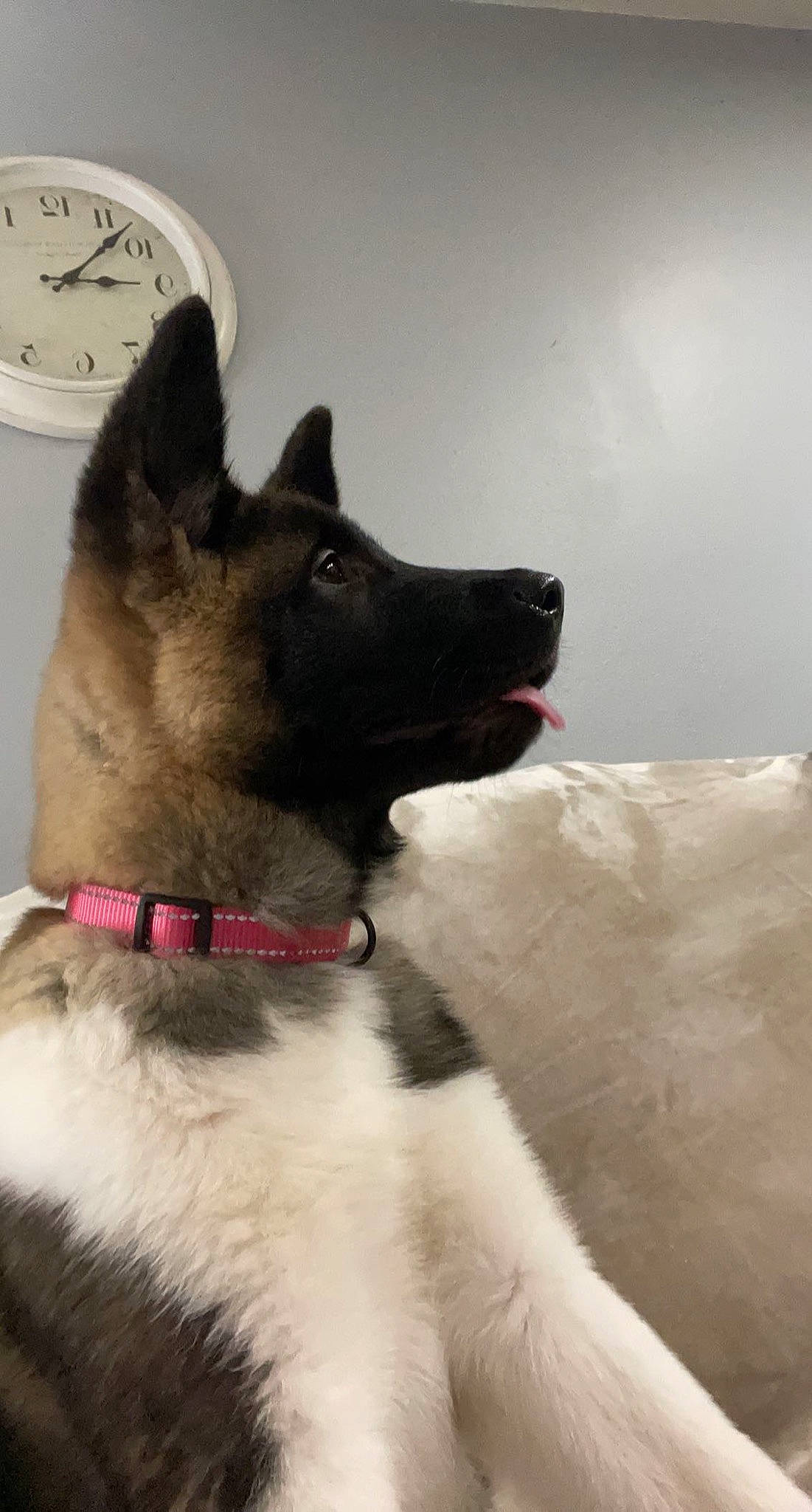 Trixie is registered to the contest to win money with this photo: ancient_dog_breeds, canidae, carnivore, clock, collar, companion_dog, dog, dog_breed, dog_collar, fawn, fur, herding_dog, non_sporting_group, sporting_group, tail, whiskers, window, working_animal, working_dog