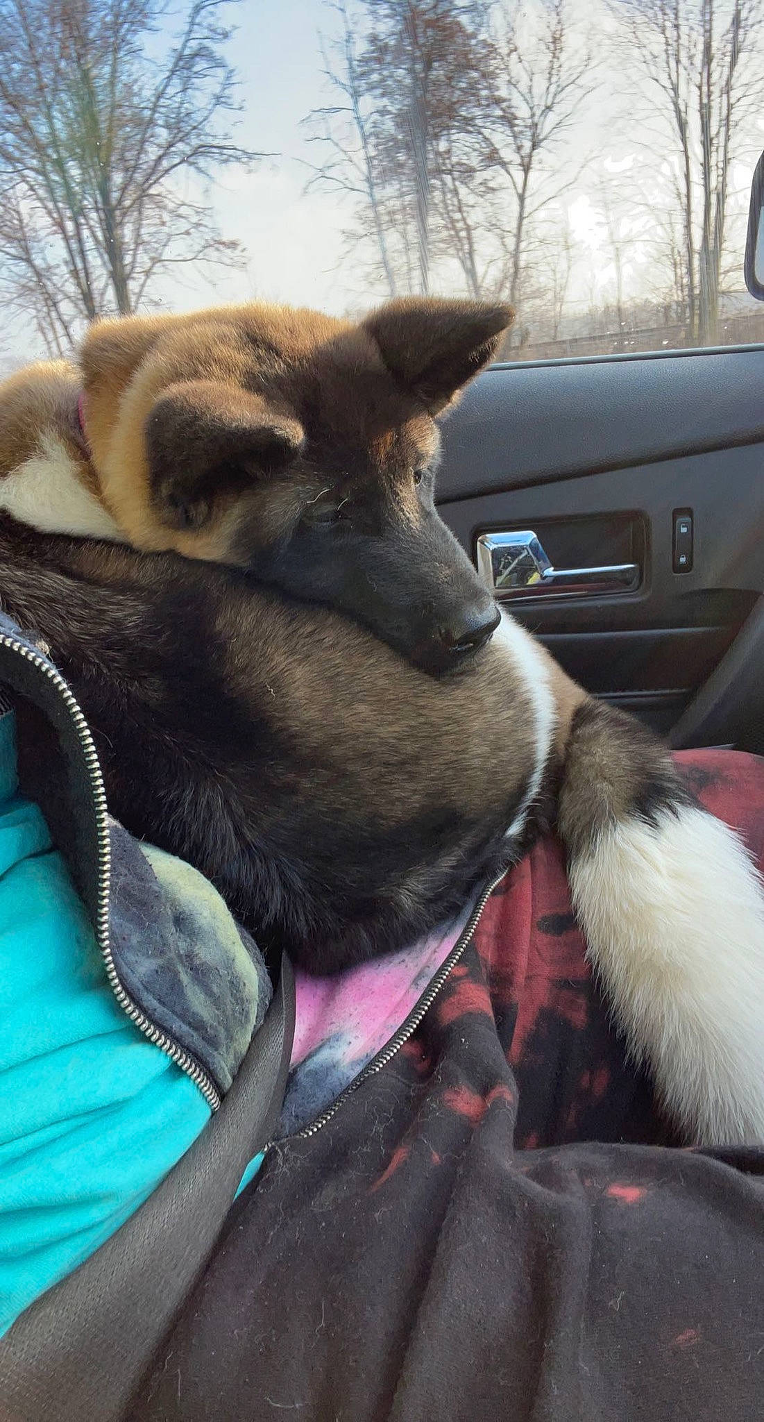 Trixie joined the competition — help win amazing prizes! canidae, car, carnivore, collar, comfort, companion_dog, dog, dog_breed, fawn, gesture, sky, snout, sporting_group, steering_wheel, terrestrial_animal, tree, vehicle, vehicle_door, whiskers, working_animal