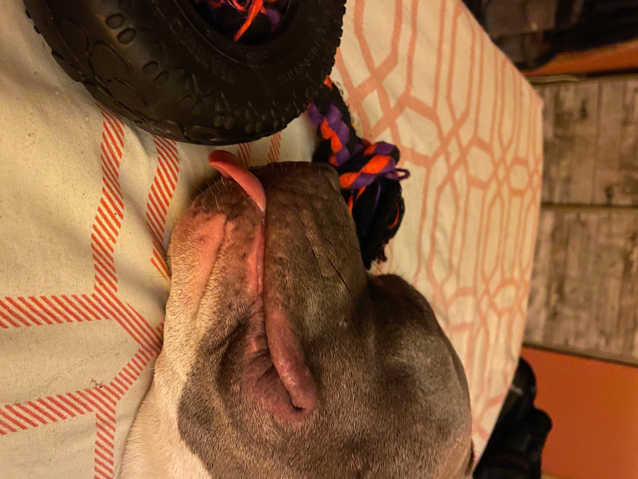 Zeus joined the competition — help win amazing prizes! audio_equipment, automotive_tire, carmine, eyewear, fashion_accessory, fawn, flooring, fur, hat, liver, magenta, orange, pattern, personal_protective_equipment, pink, red, room, sunglasses, toy, visual_arts