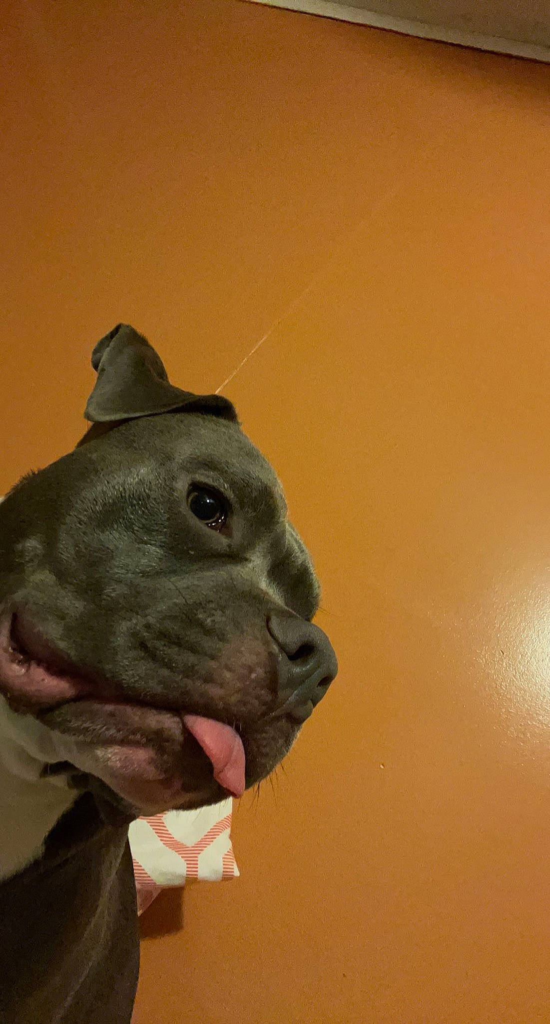 Zeus joined the competition — help win amazing prizes! animal_figure, art, artifact, carnivore, creative_arts, eye, fin, fish, head, jaw, ocean_sunfish, personal_protective_equipment, sculpture, snout, statue, terrestrial_animal, throat, toy, whiskers, wrinkle