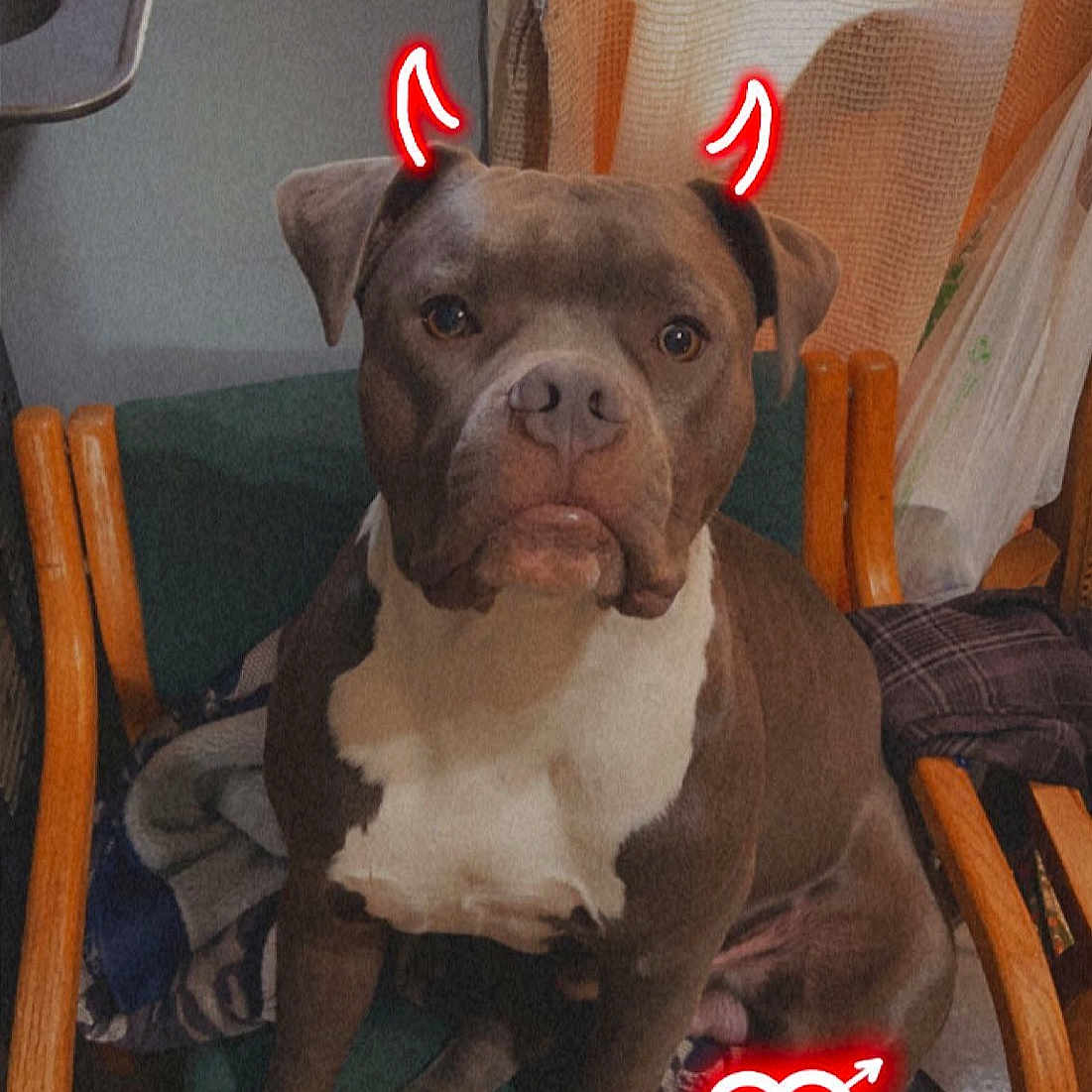 Zeus is registered to the contest to win money with this photo: canidae, carmine, carnivore, chair, collar, companion_dog, dog, dog_breed, dog_collar, dog_supply, fawn, fur, liver, snout, sporting_group, terrestrial_animal, toy, toy_dog, whiskers, working_animal
