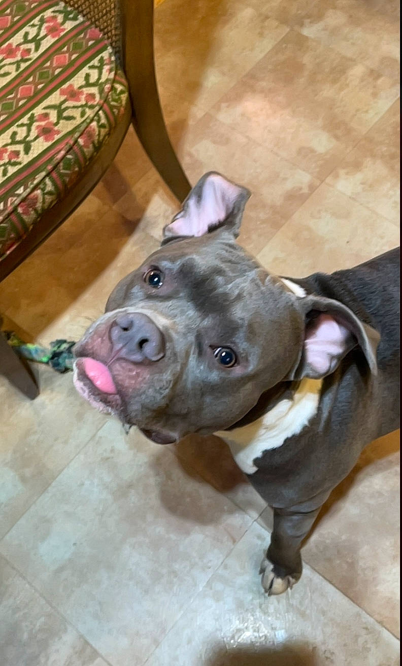 Zeus is registered to the contest to win money with this photo: canidae, carnivore, collar, companion_dog, dog, dog_breed, dog_collar, ear, fawn, fur, liver, metal, non_sporting_group, pet_supply, snout, sporting_group, terrestrial_animal, whiskers, working_animal, wrinkle