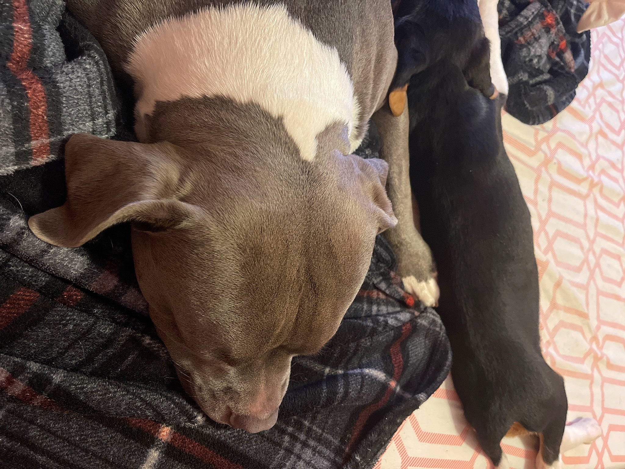 Zeus is registered to the contest to win money with this photo: canidae, carnivore, claw, comfort, companion_dog, dog, dog_breed, fur, liver, mammal, nap, pattern, paw, puppy, tail, terrestrial_animal, toy_dog, vertebrate, whiskers, working_animal