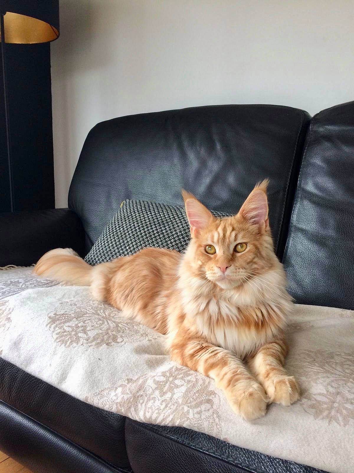 Pim'S a rejoint le concours — aidez-le/la à gagner de superbes lots ! carnivore, cat, comfort, couch, domestic_short_haired_cat, fawn, felidae, floor, flooring, fur, hardwood, lamp, living_room, paw, plant, small_to_medium_sized_cats, tail, whiskers, window, wood