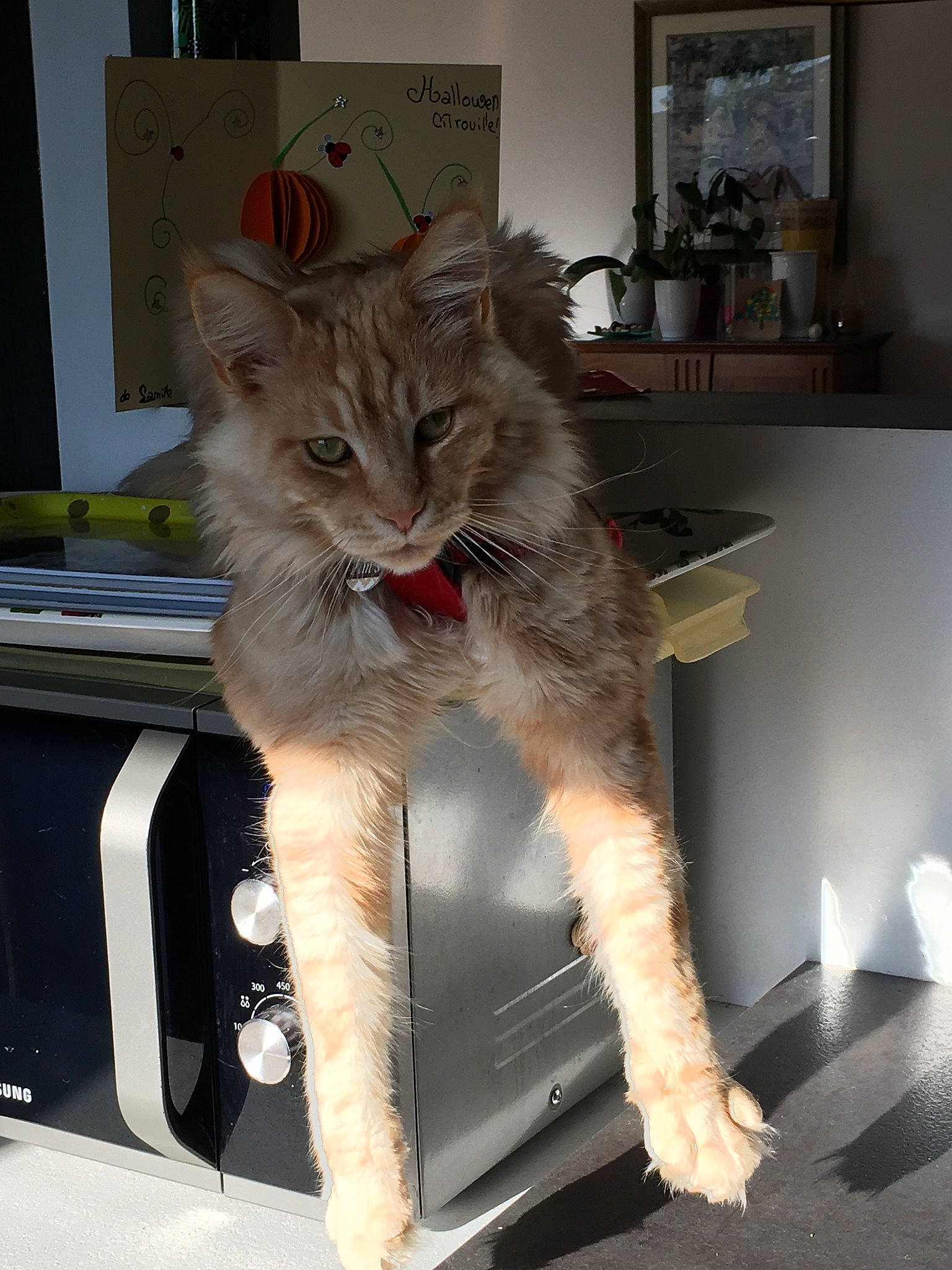 Pim'S a rejoint le concours — aidez-le/la à gagner de superbes lots ! carnivore, cat, claw, comfort, domestic_short_haired_cat, fawn, felidae, fur, paw, picture_frame, small_to_medium_sized_cats, snout, tail, whiskers, window, windshield