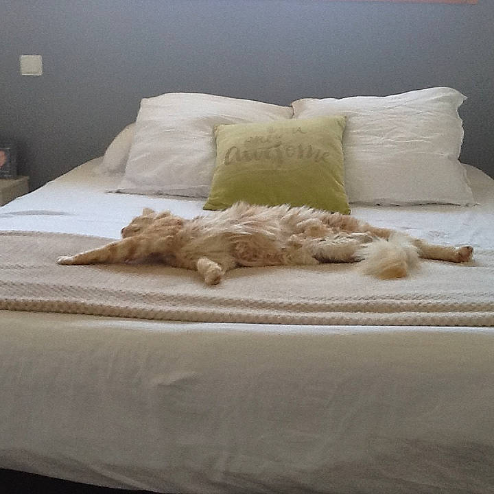 Pim'S participe au concours pour gagner de l'argent avec cette photo : bed, bed_sheet, bedding, bedroom, beige, comfort, cushion, duvet, duvet_cover, flooring, font, furniture, hardwood, linens, pattern, pillow, rectangle, room, throw_pillow, wood