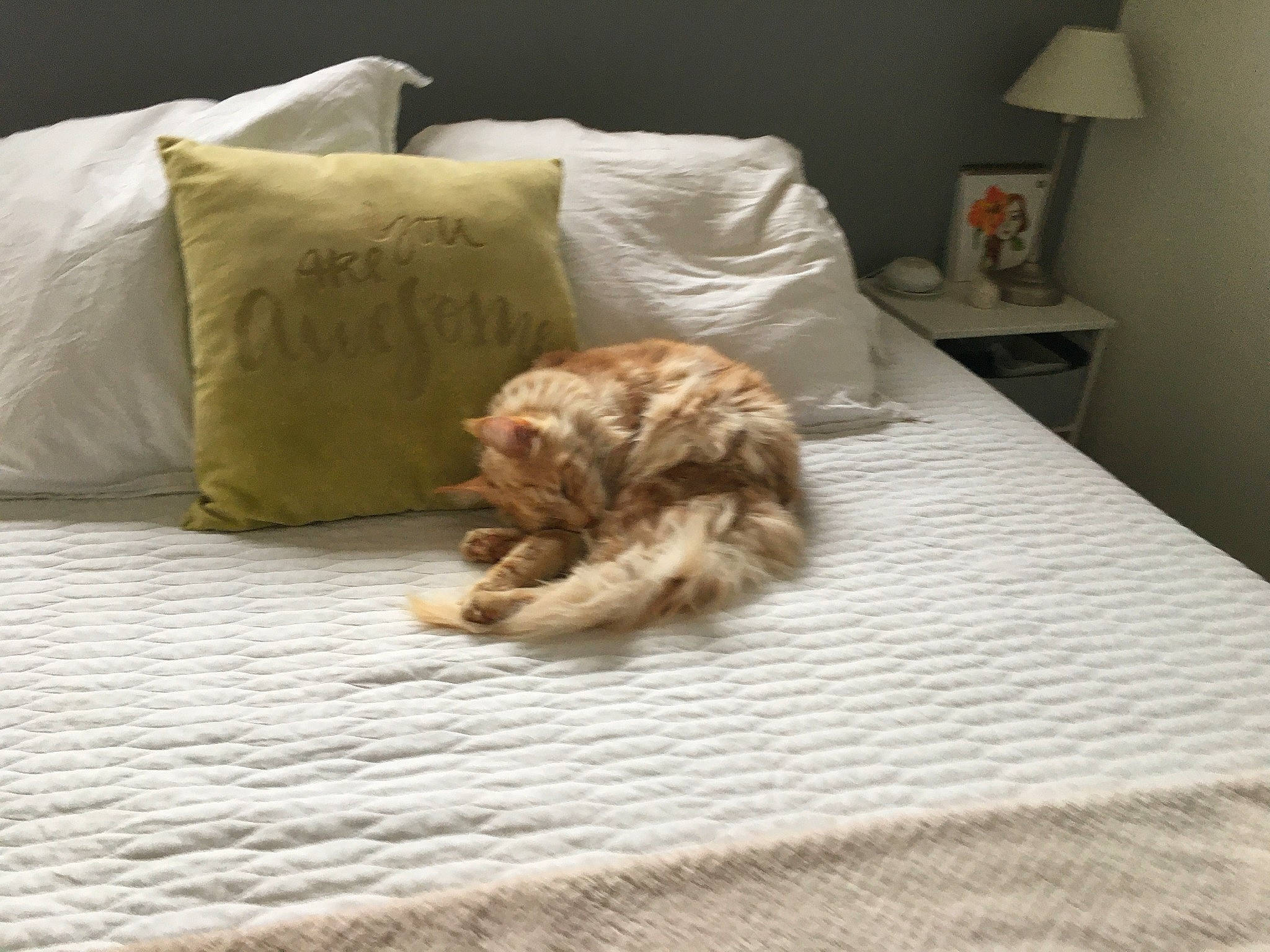 Pim'S participe au concours pour gagner de l'argent avec cette photo : bed, bedding, bedroom, carnivore, cat, comfort, companion_dog, duvet, fawn, felidae, floor, flooring, hardwood, linens, room, small_to_medium_sized_cats, tail, textile, whiskers, wood