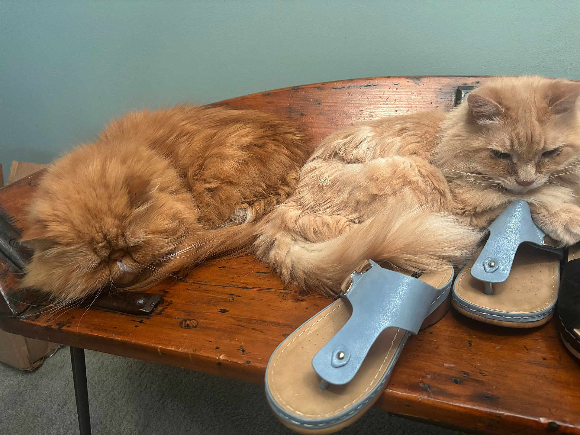 Cooper joined the competition — help win amazing prizes! cat, cats, fluffy, bench, wooden_bench, sleeping_cat, resting_cat, sandals, blue_sandals, indoor, furniture, pet, animal, cute, relaxing, fur, orange_cat, beige_cat, carpet, cozy