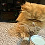 animal, blur, blurry, brown, cat, countertop, cup, domestic, drink, feline, fluffy, furry, houseplant, indoor, milk, orange_cat, pet, table_surface, whiskers, white_paws