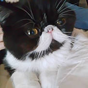 Okie is registered to the contest to win money with this photo: cat, black_and_white, close_up, fur, whiskers, pet, animal, indoor, soft, hand, resting, curious, eyes, face, cute, fluffy, domestic, lying, cozy, mustache_marking