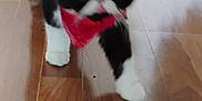 Okie is registered to the contest to win money with this photo: cat, black_and_white, bandana, red, walking, wooden_floor, indoor, pet, feline, blurred, motion, animal, whiskers, floor, reflection, cute, domestic, fur, paw, house