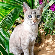 Pepsy participe au concours pour gagner de l'argent avec cette photo : animal, blue_eyes, cat, closeup, cute, ears, feline, flowers, fur, green_leaves, nature, outdoor, pet, portrait, purple_flowers, sand, sitting, sunlight, tropical, whiskers