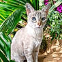animal, blue_eyes, cat, closeup, cute, ears, feline, flowers, fur, green_leaves, nature, outdoor, pet, portrait, purple_flowers, sand, sitting, sunlight, tropical, whiskers