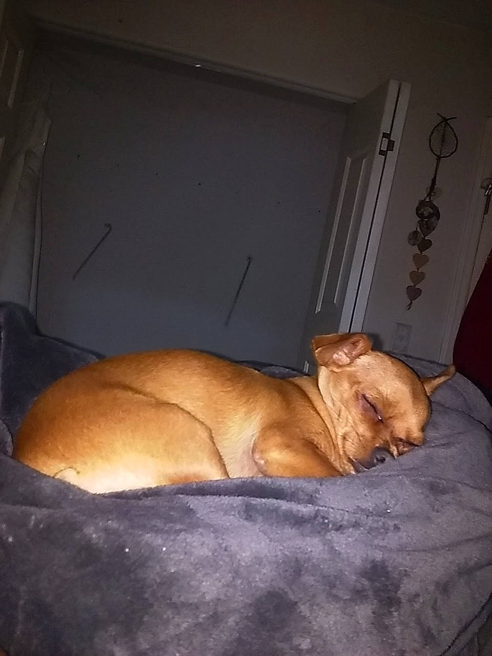 Miss Molly joined the competition — help win amazing prizes! carnivore, comfort, companion_dog, curtain, dog, dog_breed, fawn, felidae, flooring, hardwood, linens, liver, room, small_to_medium_sized_cats, sporting_group, tail, terrestrial_animal, whiskers, wood, wrinkle