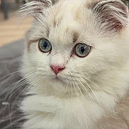 Atila participe au concours pour gagner de l'argent avec cette photo : cat, close_up, fluffy, blue_eyes, pink_nose, white_fur, cream_fur, whiskers, portrait, indoor, soft_light, cute, pet, animal, feline, domestic_cat, face, ears, curious, calm