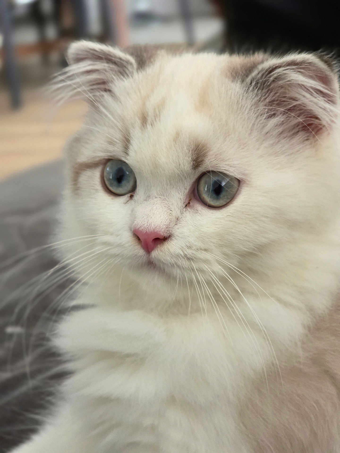 Atila participe au concours pour gagner de l'argent avec cette photo : cat, close_up, fluffy, blue_eyes, pink_nose, white_fur, cream_fur, whiskers, portrait, indoor, soft_light, cute, pet, animal, feline, domestic_cat, face, ears, curious, calm
