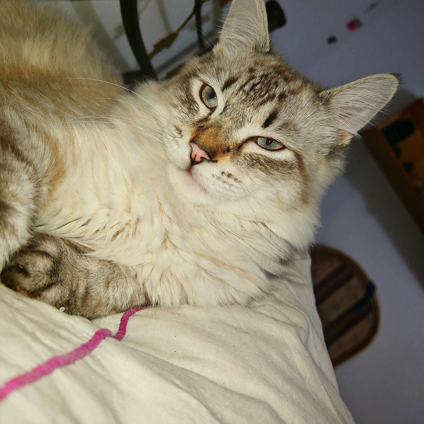 Loki