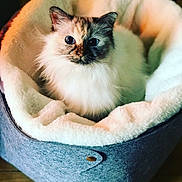 Malia a rejoint le concours — aidez-le/la à gagner de superbes lots ! cat, pet_bed, fluffy, blue_eyes, indoor, cozy, soft_lighting, feline, relaxed, close_up, domestic_cat, fur, comfortable, animal, resting, cute, portrait, home, mammal, whiskers