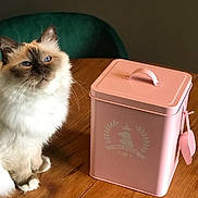 Eurêka participe au concours pour gagner de l'argent avec cette photo : cat, fluffy, blue_eyes, pet_food_container, pink, wooden_table, chair, indoor, domestic, feline, sitting, fur, whiskers, close_up, table_surface, household, cute, pet, calm, soft_light