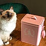 cat, fluffy, blue_eyes, pet_food_container, pink, wooden_table, chair, indoor, domestic, feline, sitting, fur, whiskers, close_up, table_surface, household, cute, pet, calm, soft_light