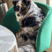 Ultra Vicky participe au concours pour gagner de l'argent avec cette photo : dog, australian_shepherd, blue_eyes, chair, green_chair, indoor, table, tablecloth, fur, pet, animal, wooden_floor, curious, seated, looking_back, cozy, household, domestic, companion, relaxed