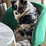 Ultra Vicky participe au concours pour gagner de l'argent avec cette photo : animal, australian_shepherd, blue_eyes, chair, companion, cozy, curious, dog, domestic, fur, green_chair, household, indoor, looking_back, pet, relaxed, seated, table, tablecloth, wooden_floor
