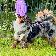 Ultra Vicky a rejoint le concours — aidez-le/la à gagner de superbes lots ! active, animal, canine, collar, daytime, dog, fence, fluffy, frisbee, grass, greenery, happy, nature, outdoor, park, pet, playful, summer, tag, toy