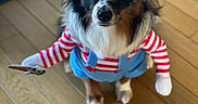 Ultra Vicky participe au concours pour gagner de l'argent avec cette photo : animal, australian_shepherd, blue_eyes, blue_shorts, costume, cute, dog, dress_up, floor, funny, fur, indoor, looking_up, pet, playful, portrait, striped_shirt, toy_sword, white_gloves, wooden_floor