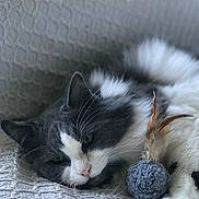 Elyam participe au concours pour gagner de l'argent avec cette photo : cat, gray_and_white, fluffy, pet, toy, pom_pom, feathers, blanket, textured, relaxed, indoor, close_up, whiskers, paw, sleepy, fur, cozy, resting, animal, cute